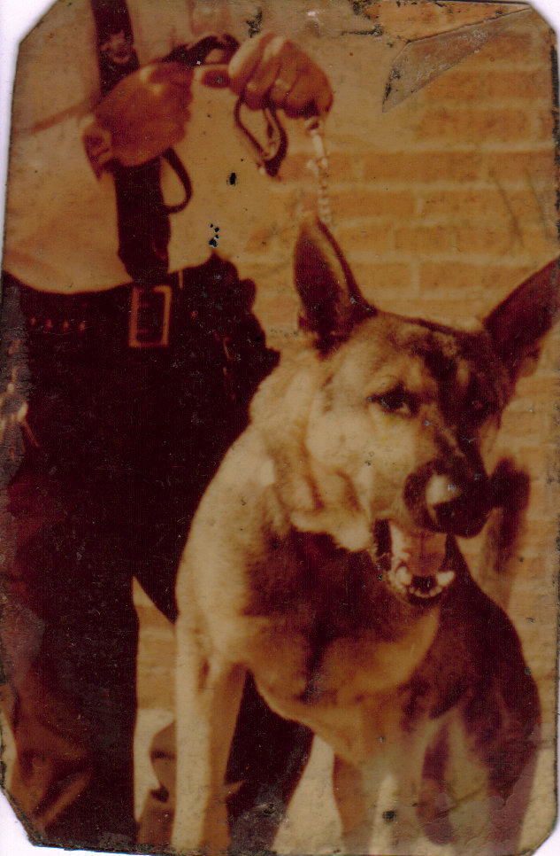 K9 wallet pics