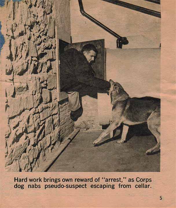 K9 hard at work