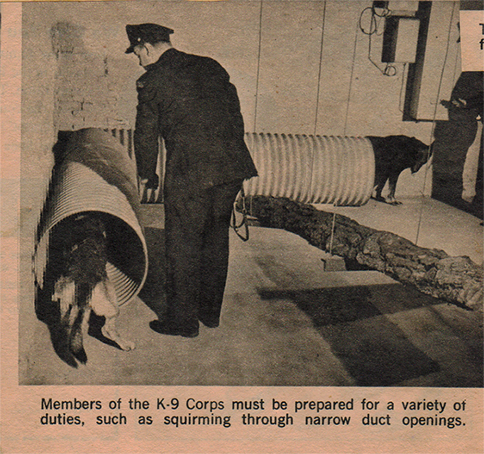 K9 hard at work 2