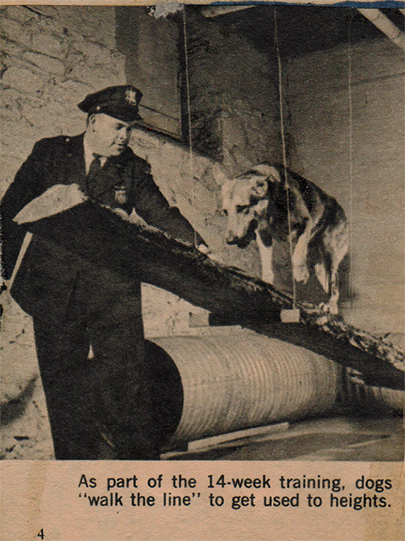 K9 hard at work 5