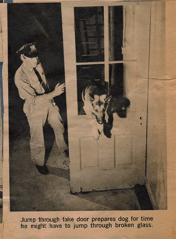 K9 hard at work 6