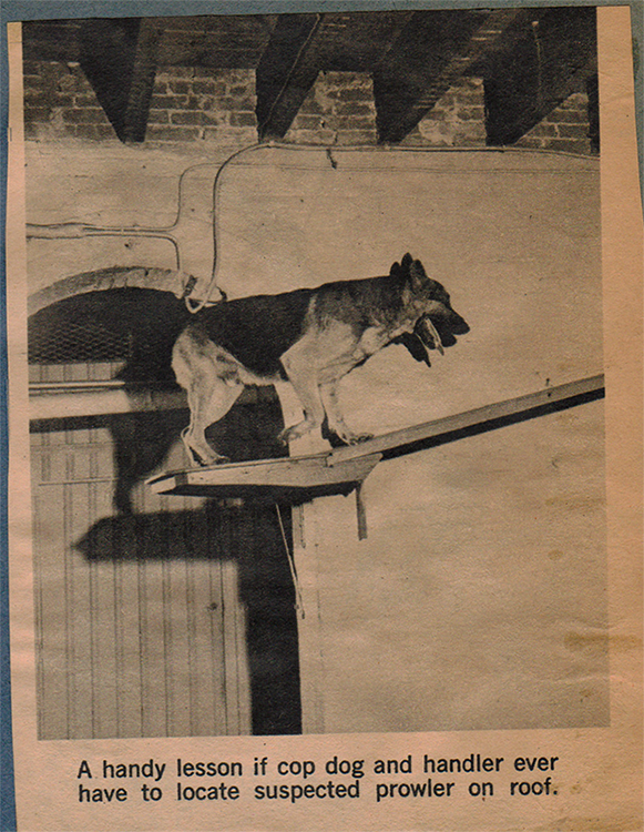 K9 hard at work 7